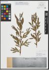 Foto von Salix alba subsp. vitellina (L.) Arcang.